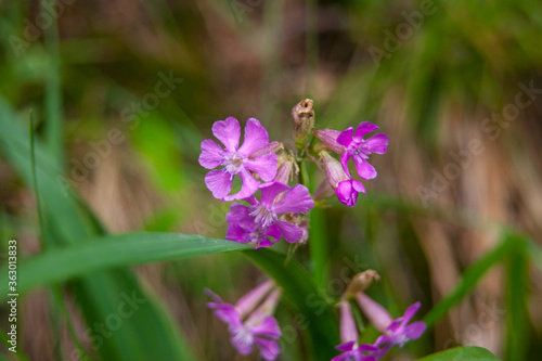 sticky catchfly or clammy campion viscaria vulgaris flower