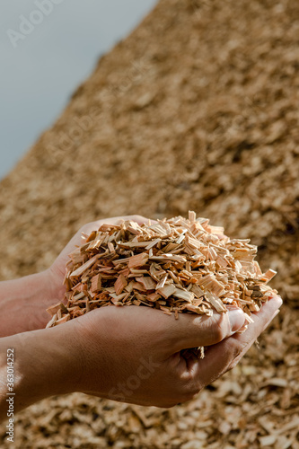 Hands holding wooden chips from eucalyptus trees as fuel for clean energy