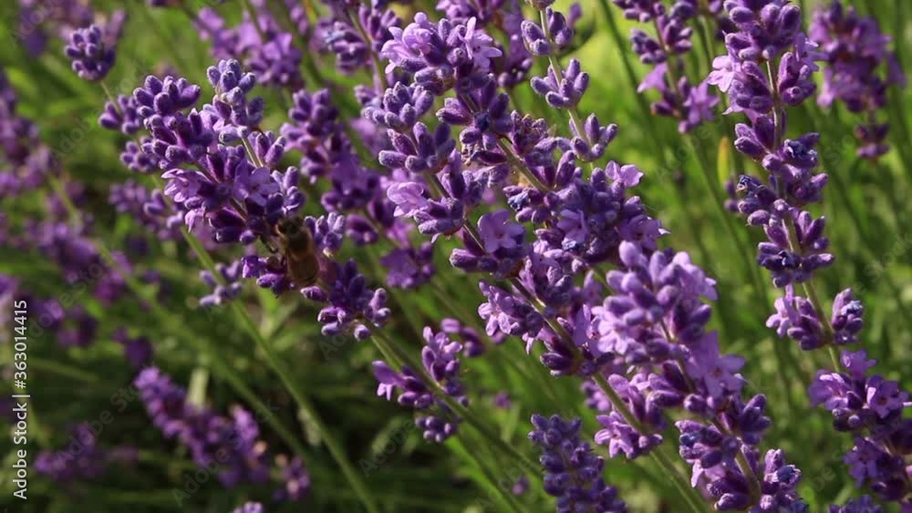 Honigbienen sammeln Pollenstaub auf blühendem Lavendel Honigbienen sammeln Pollenstaub auf blühendem Lavendel