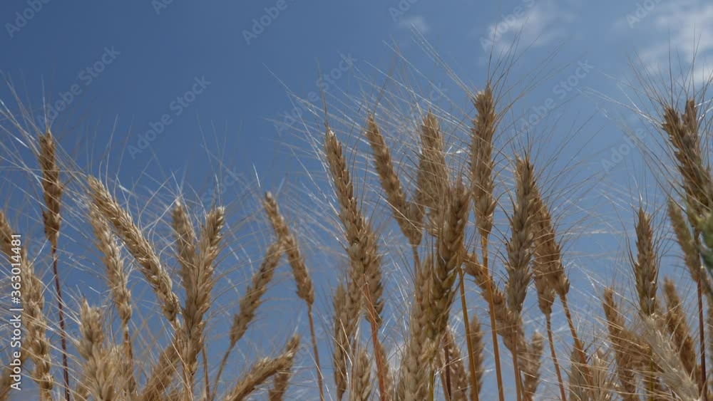 wheat field with ears of corn a and grains background. concept agriculture harvesting eco farming. lifestyle golden farmland beautiful ears of wheat close-up wheat field with ears of corn a and grains background. concept agriculture harvesting eco farming. lifestyle golden farmland beautiful ears of wheat close-up
