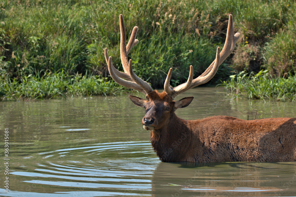 Bull Elk staring at the photographer while standing in shoulder deep water Bull Elk staring at the photographer while standing in shoulder deep water
