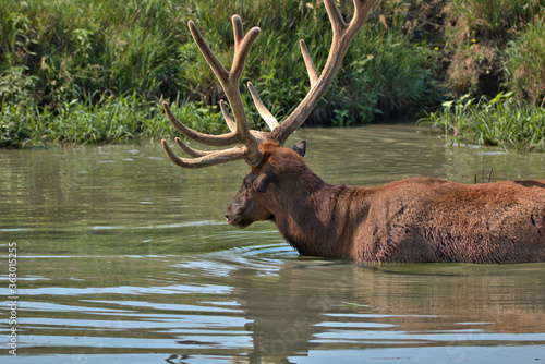 Bull Elk in a River