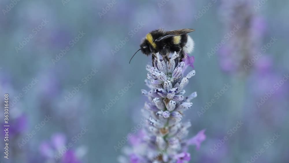 A bumblebee awakes on a blossom of lavender and begins to move – extrem close-up A bumblebee awakes on a blossom of lavender and begins to move – extrem close-up