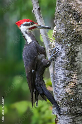 Pileated Woodpecker on birch tree trunk