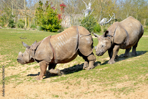 Indian rhinoceros  Rhinoceros unicornis  walking In single file