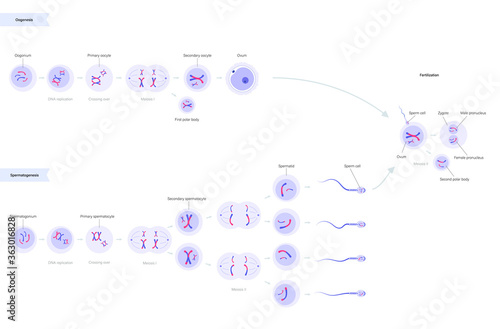 Reproductive system concept