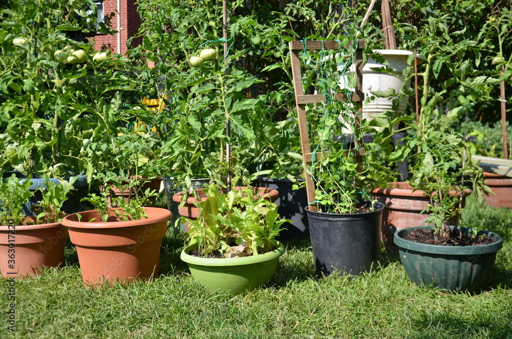 Tomatoe plants and other vegetables growing in an urban garden during the Coronavirus Pandemic