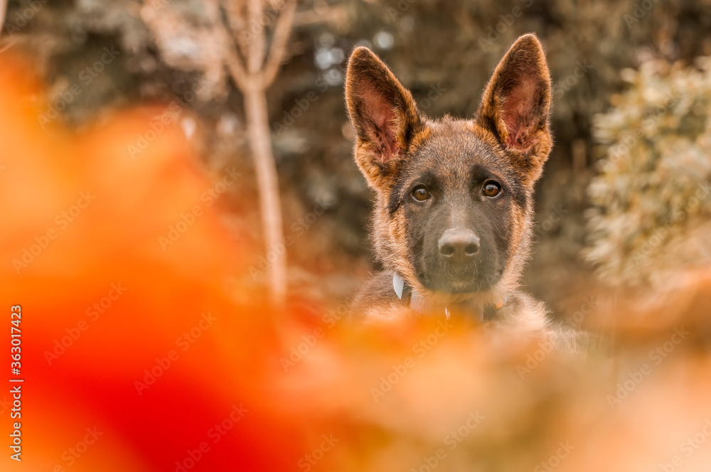 Portrait of a german shepherd puppy while resting in a backyard Portrait of a german shepherd puppy while resting in a backyard