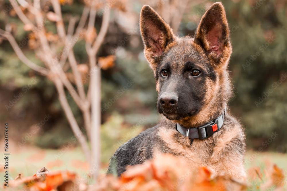 Portrait of a german shepherd puppy while resting in a backyard Portrait of a german shepherd puppy while resting in a backyard