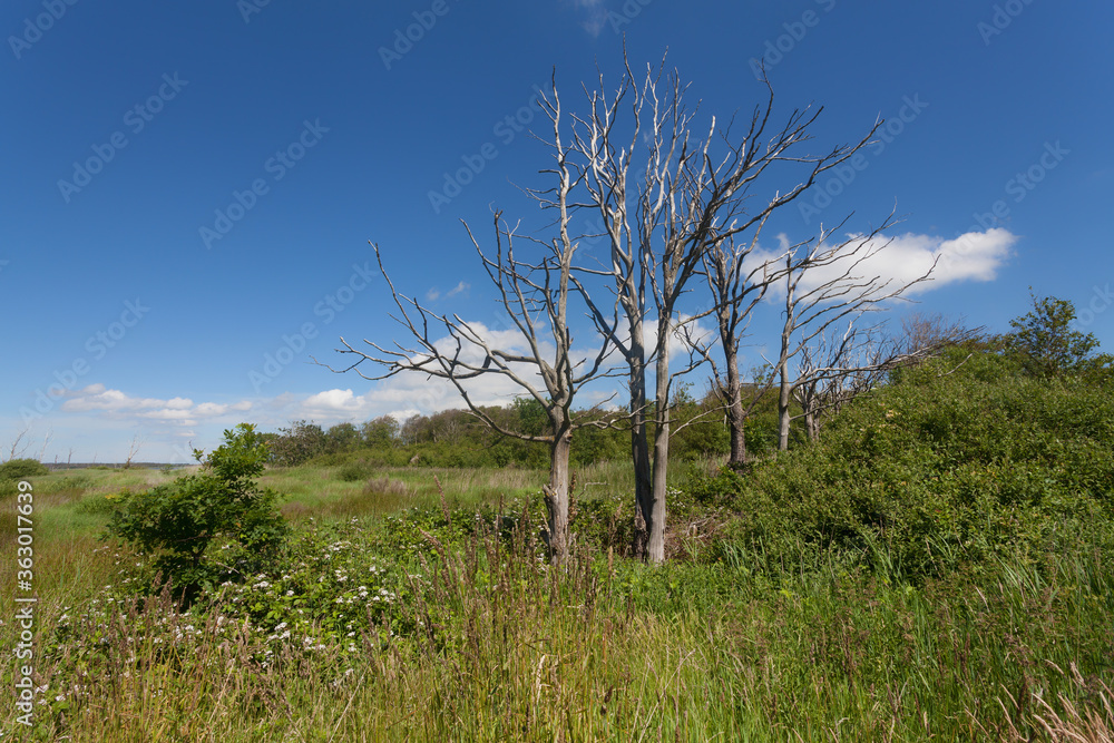 dead trees surrounded by fresh greenery near lake Filsø on sunny summer day with blue sky and white clouds dead trees surrounded by fresh greenery near lake Filsø on sunny summer day with blue sky and white clouds