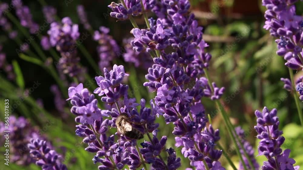 Honigbienen sammeln Blütenstaub auf Lavendel Honigbienen sammeln Blütenstaub auf Lavendel