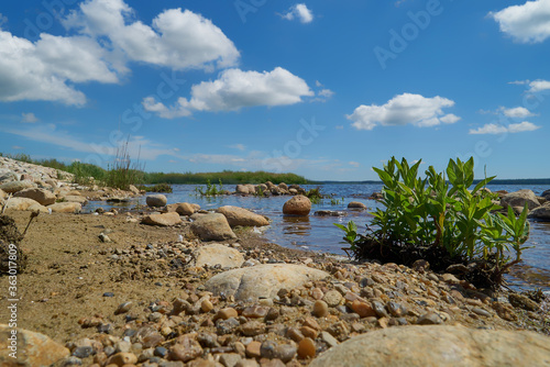 frog perspective of sand, gravel and a green plant at the water of the lake Filsø (Denmark) on a sunny summer day with vivid blue sky and scenic white clouds