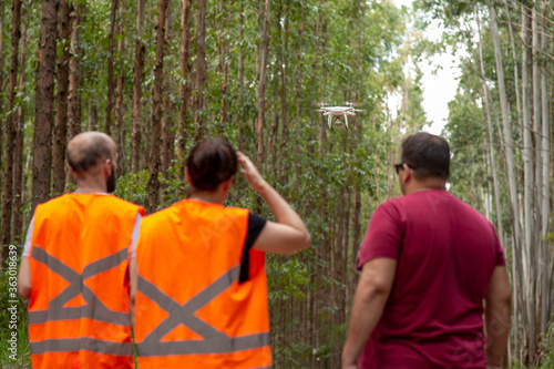 People viewed from behind inside of an eucalyptus forest plantation flying a drone and monitoring and looking the area