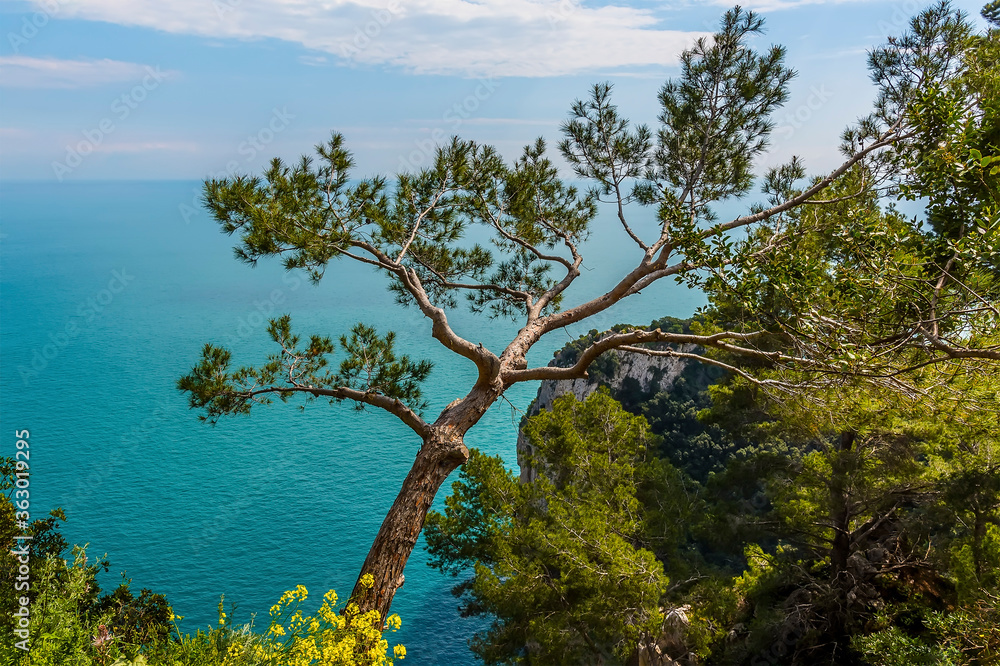 A tree stretches out over the sea on the island of Capri, Italy