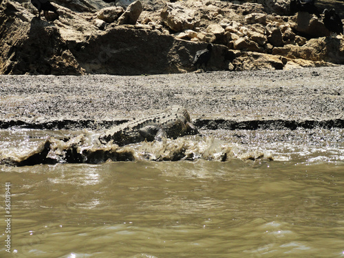 crocodile in the river