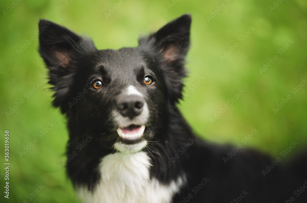 black and white border collie dog sitting  and looking focused n the owner during on a walk in the park