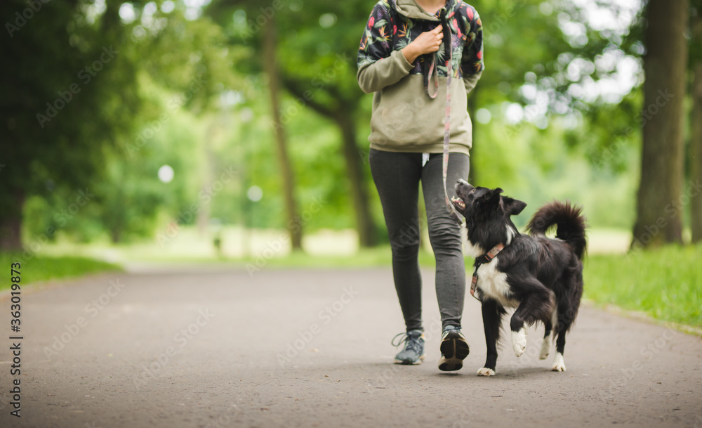 border collie dog walking nicely on a leash with an owner during a walk in the park