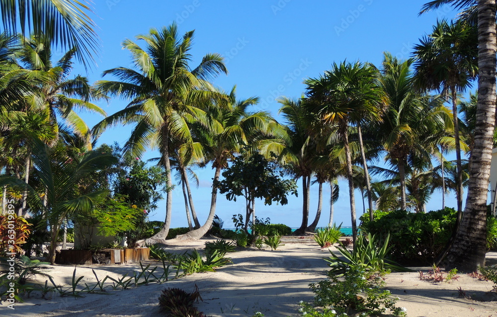 Belize Beach and Palm Trees