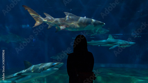 水族館　サメ　デート photo
