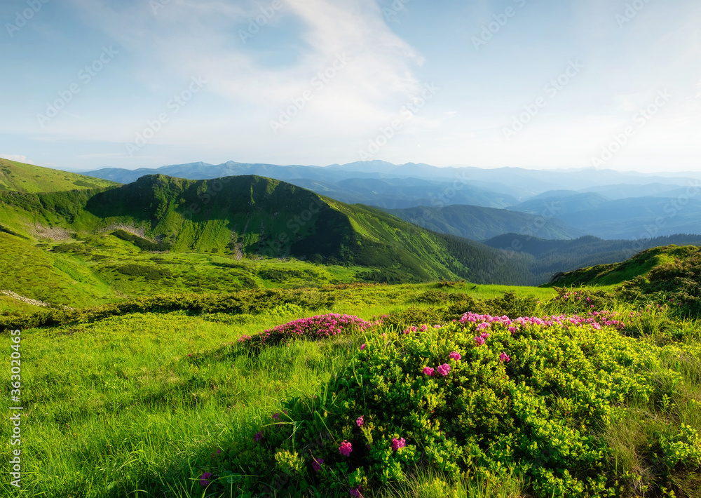 Mountain landscape in summertime. Blossoming mountain alpine meadows. Field and mountains in the daytime. Travel and hiking.