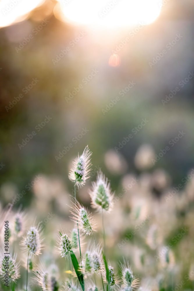 Obraz premium Hipster Sundown 2