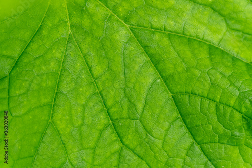 Green cucumber leaf textured background, macro shoot.