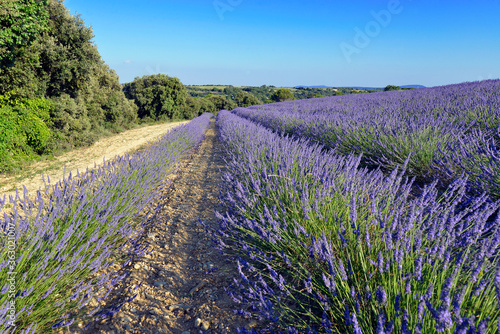 Lavender field on the famous Valensole plateau, a commune in the Alpes-de-Haute-Provence department in southeastern France