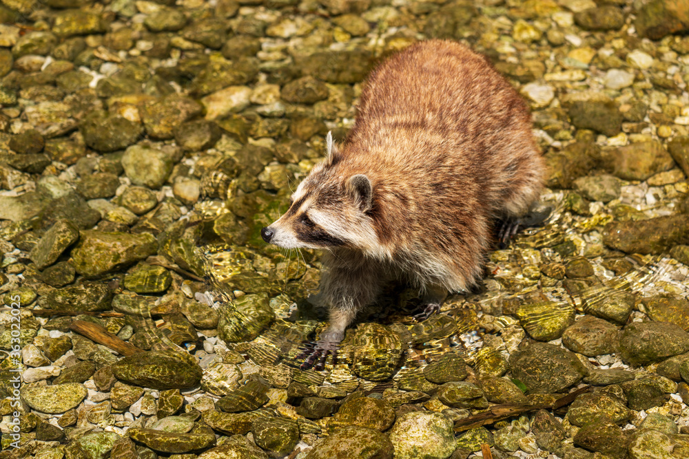 Waschbär im Wasser Waschbär im Wasser