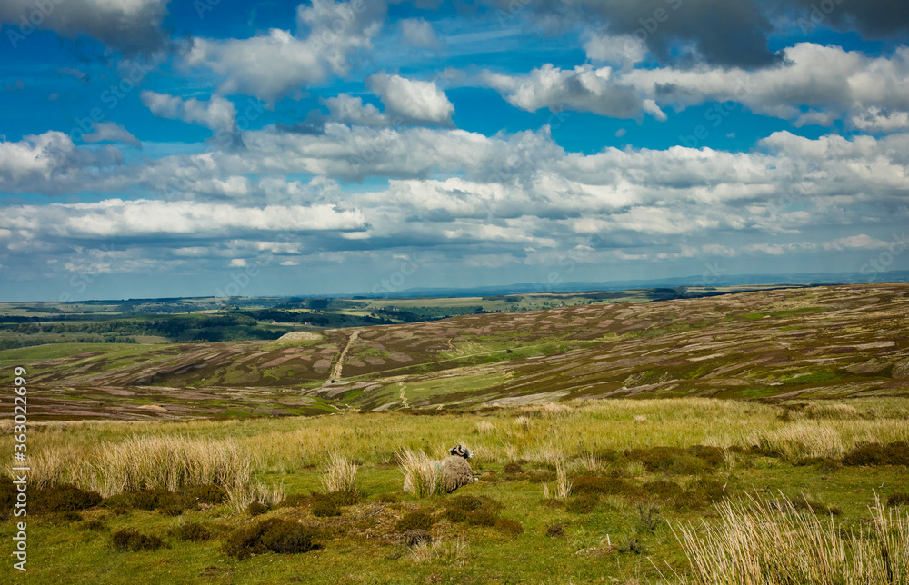A Ewe with a View.  Swaledale ewe looking out across Grinton grouse moor in Reeth, North Yorkshire, with a patchwork of colours in Springtime.  Horizontal.  Space for copy.