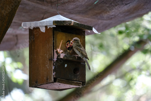 Gorrión alimentando a sus crías en una caseta para pájaros