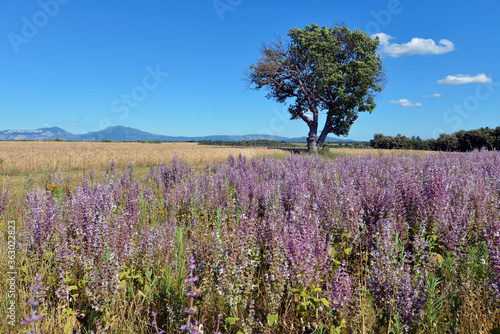Clary sage (Salvia sclarea) field on the famous Valensole plateau, a commune in the Alpes-de-Haute-Provence department in southeastern France