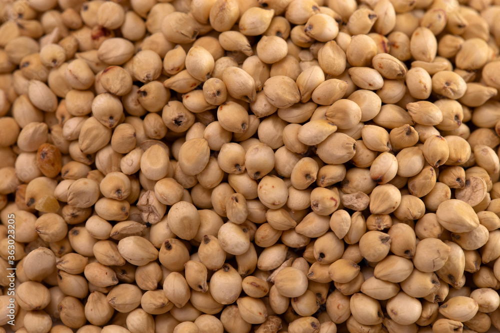 Background of Sprouted Sorghum Grains Background of Sprouted Sorghum Grains