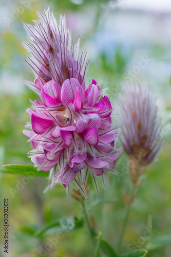 Close up ebenus cretica gorgeous pink flower