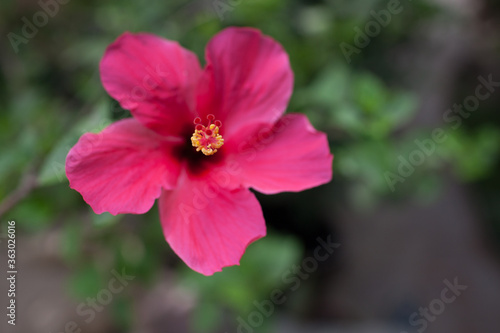 red flower close up