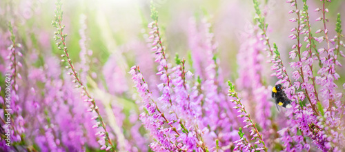 Purple heather flowers with bee on meadow