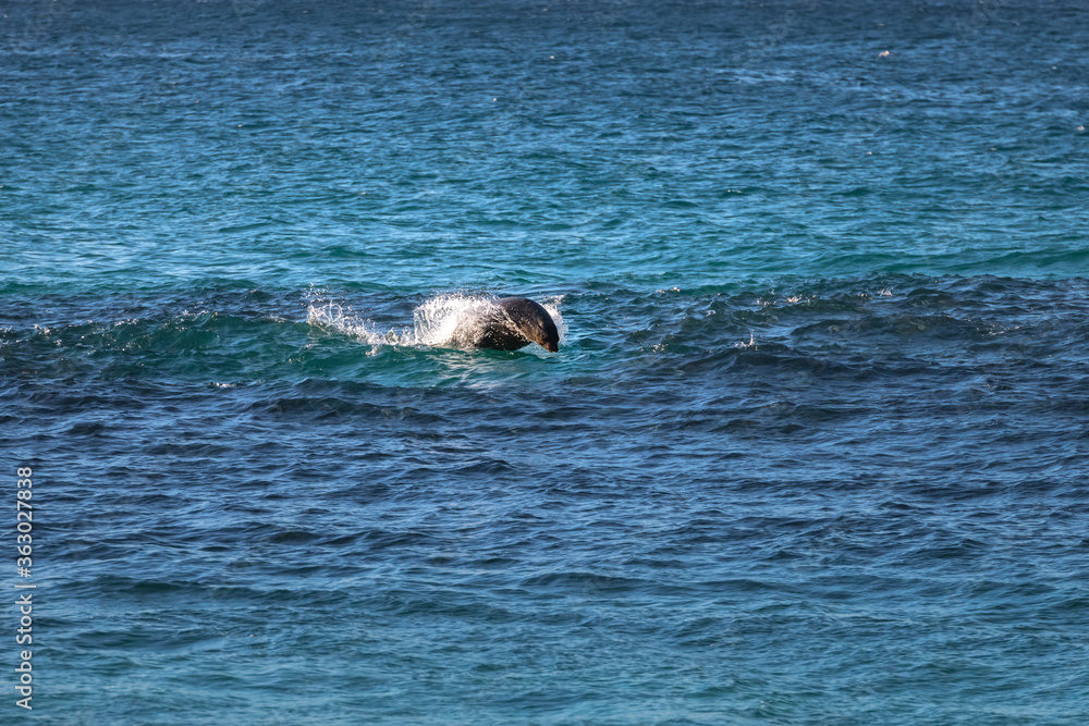 Fototapeta premium A seal chasing fishes in the wave, Sydney, Australia