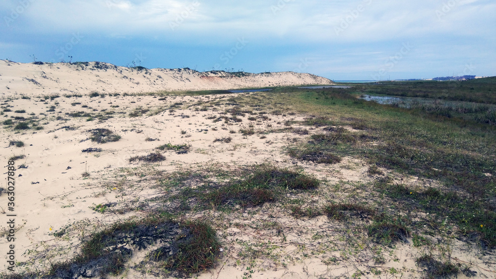 landscape in the coast