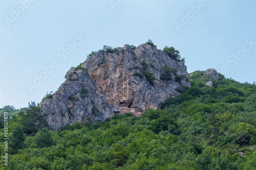 big rock in the middle of forest cover