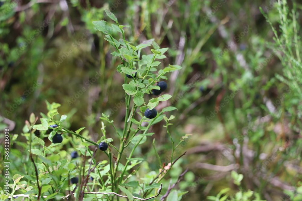 wild blue berries attached to plant surrounded by green foliage wild blue berries attached to plant surrounded by green foliage
