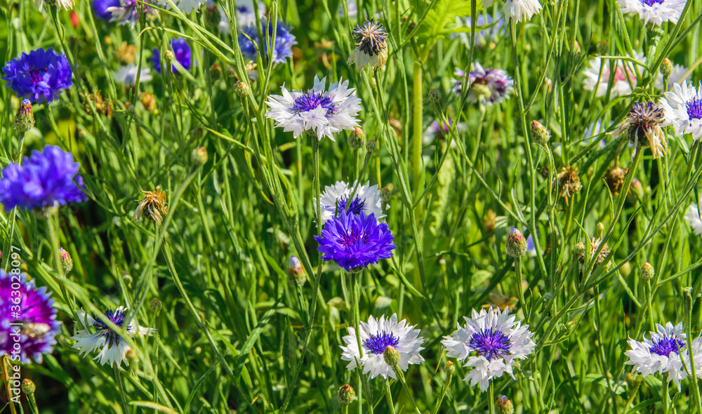 Background of blooming blue, white and pink cornflowers. Background of blooming blue, white and pink cornflowers.