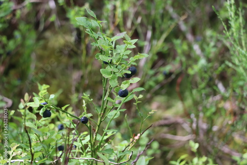 wild blue berries attached to plant surrounded by green foliage 