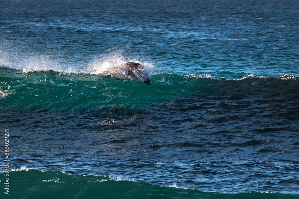 Fototapeta premium A seal chasing fishes in the wave, Sydney, Australia