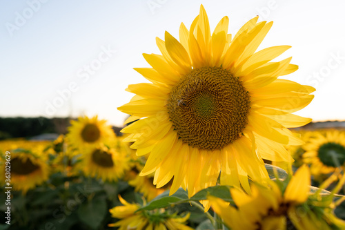 girasole di luglio