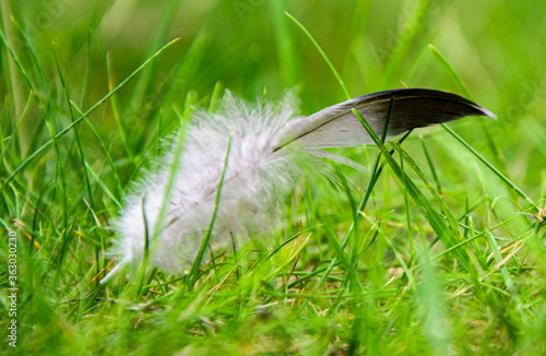 small white and black feather on a background of green grass