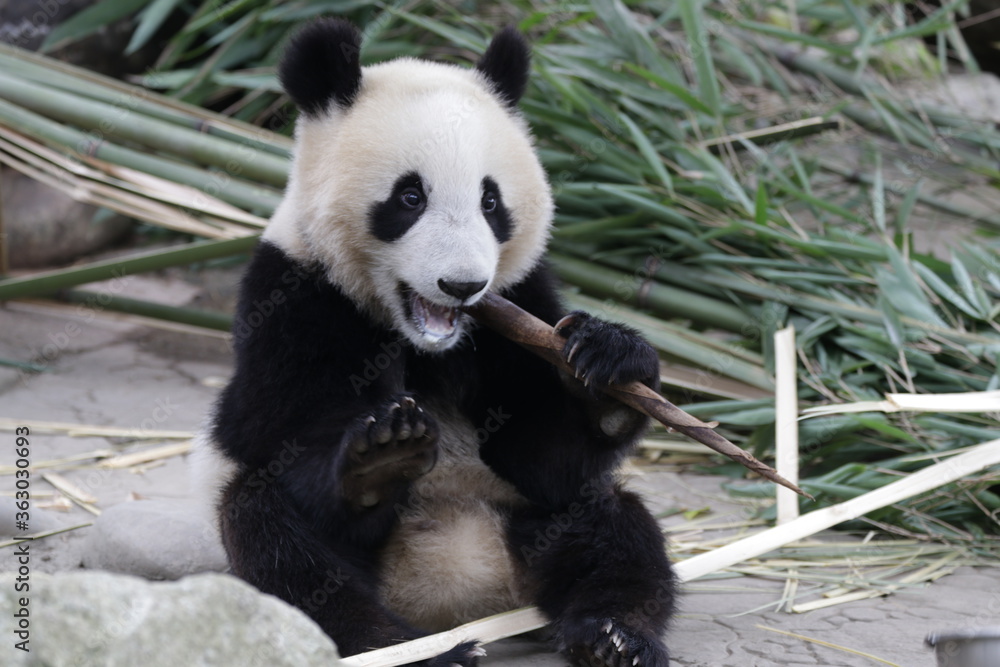 Obraz premium Little Panda is learning to eat Bamboo shoot, china