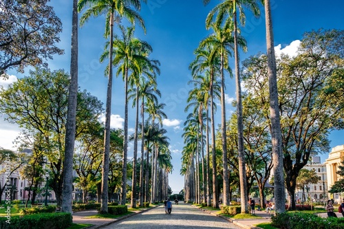 Beautiful sidewalk among the tall palm trees under a sunny sky in Brazil