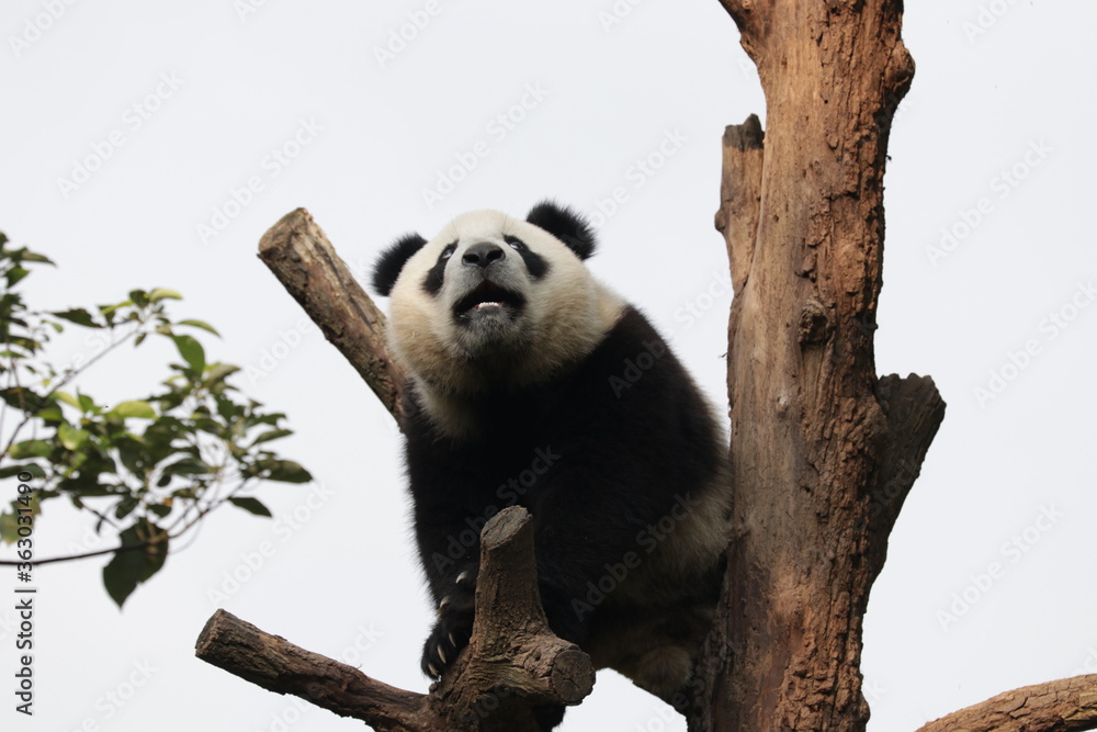 Obraz premium Little Panda on the Tree, China
