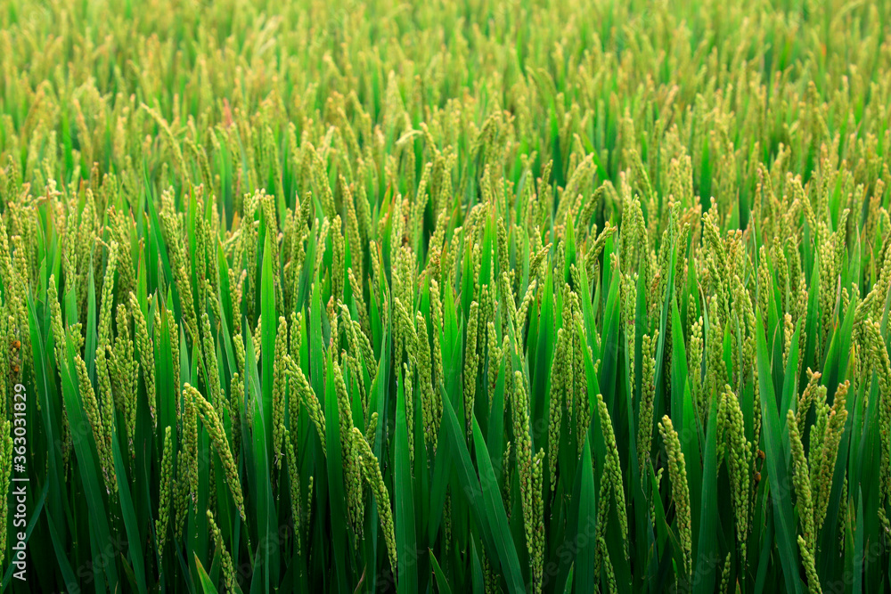 Fotografie rice spike in the field