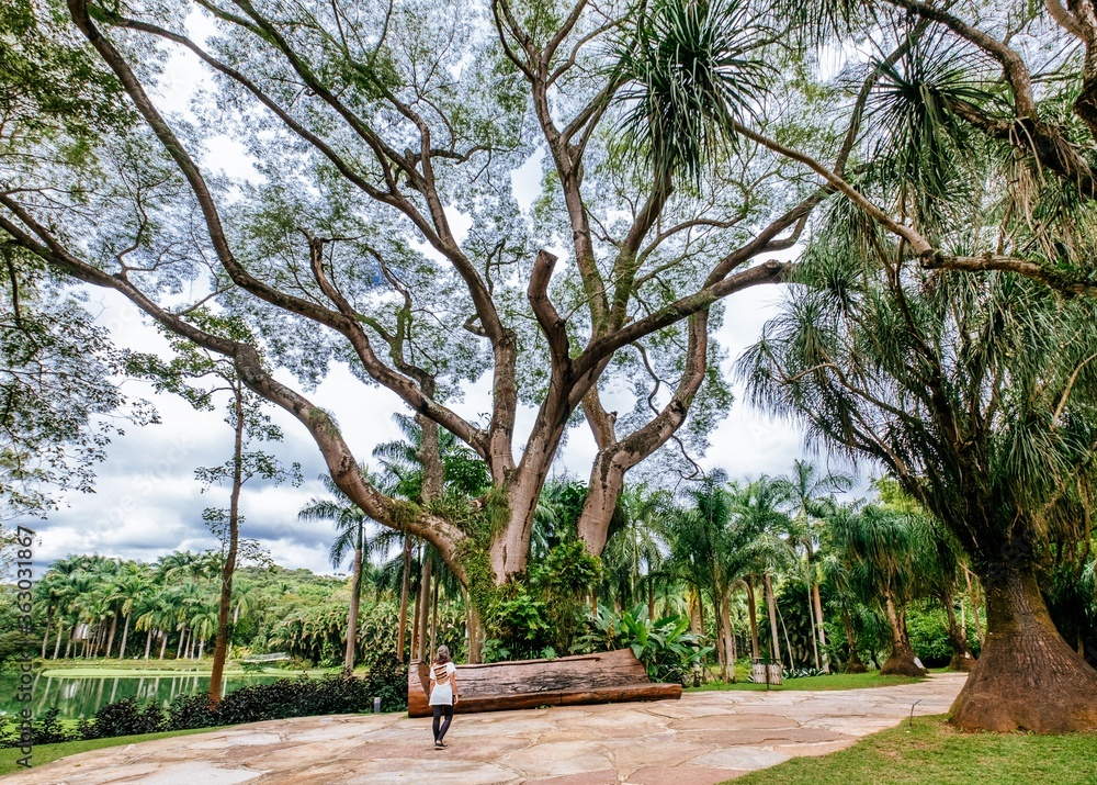 Φωτογραφία Beautiful scenery of the Mangal Das Garcas park in the city of Belem in Brazil