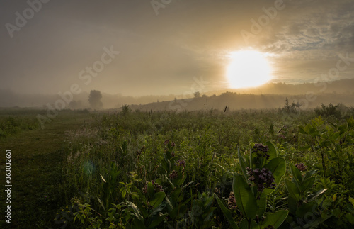 Foggy sunrise over Milkweed Meadow at Walkill River National Wildlife Refuge  Vernon  NJ